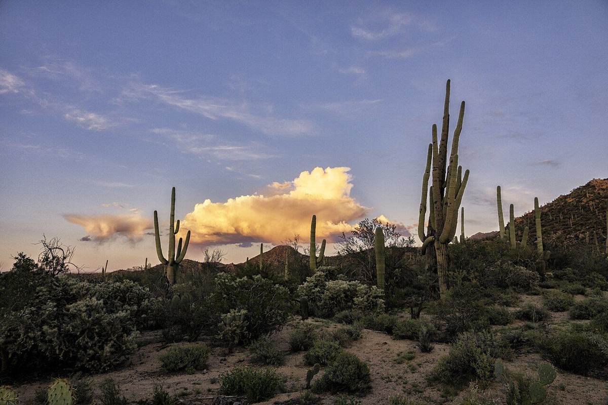 Saguaro cactus at sunset in the Sonoran Desert near Phoenix