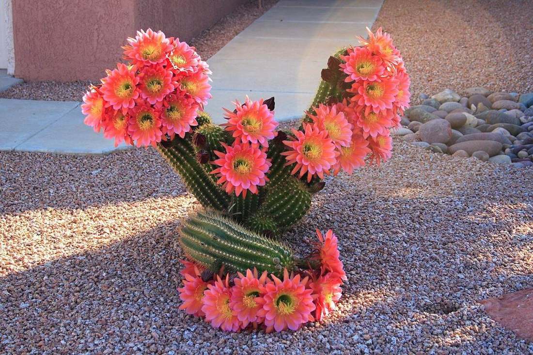 Flowering cactus in Sun City West, Arizona